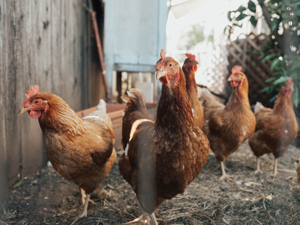 Poules